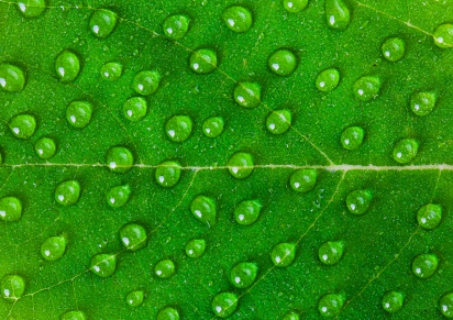 Picture of a raindrops on a green leaf